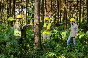 ingeniería forestal