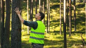 Ingeniería Forestal